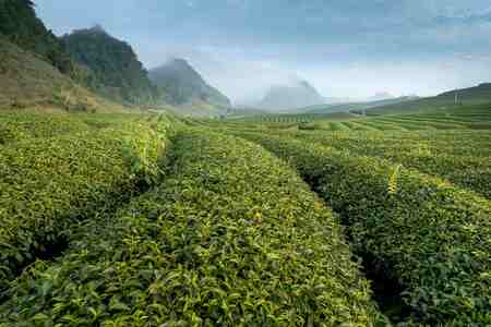 Commercial Tea Plantations 
